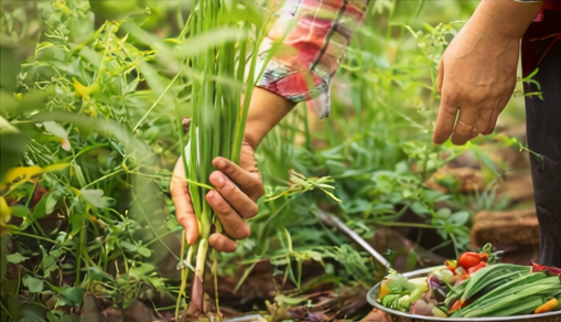 agriculture